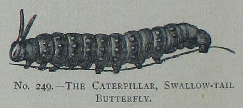 Picture Natural History - No 249 - The Caterpillar, Swallow-tail Butterfly