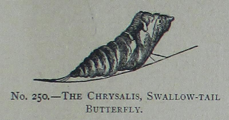 Picture Natural History - No 250 - The Chrysalis, Swallow-tail Butterfly