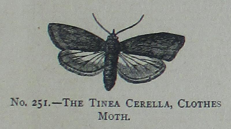 Picture Natural History - No 251 - The Tinea Cerella, Clothes Moth