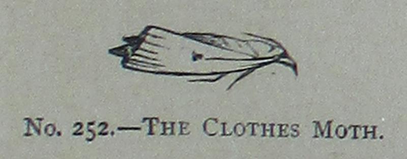 Picture Natural History - No 252 - The Clothes Moth