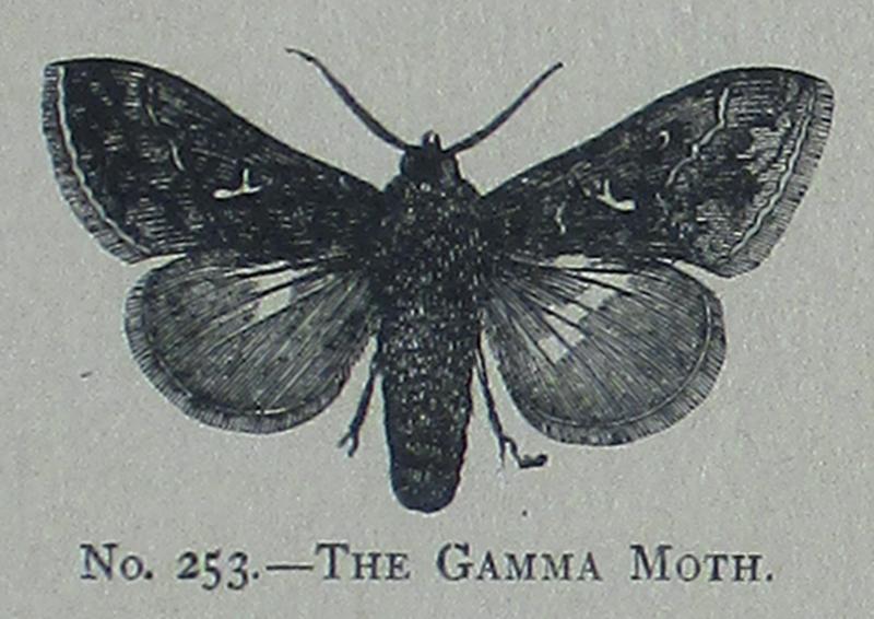 Picture Natural History - No 253 - The Gamma Moth