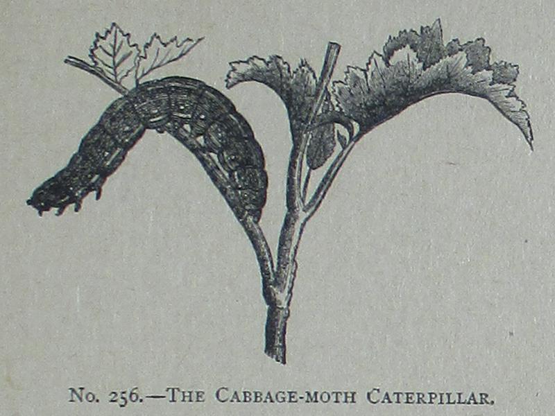 Picture Natural History - No 256 - The Cabbage-moth Caterpillar