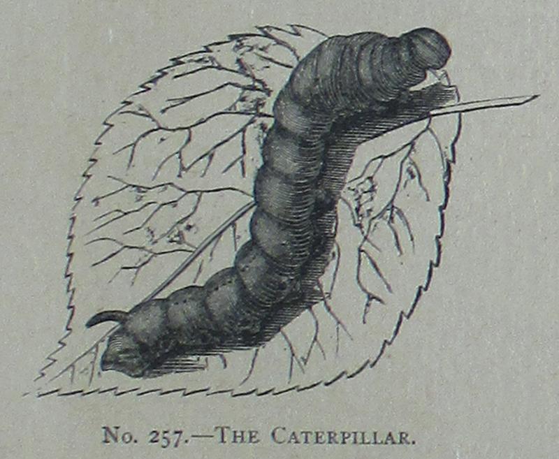 Picture Natural History - No 257 - The Caterpillar