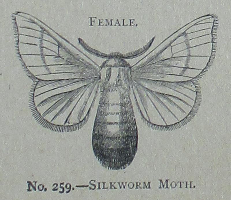 Picture Natural History - No 259 - Female Silkworm Moth
