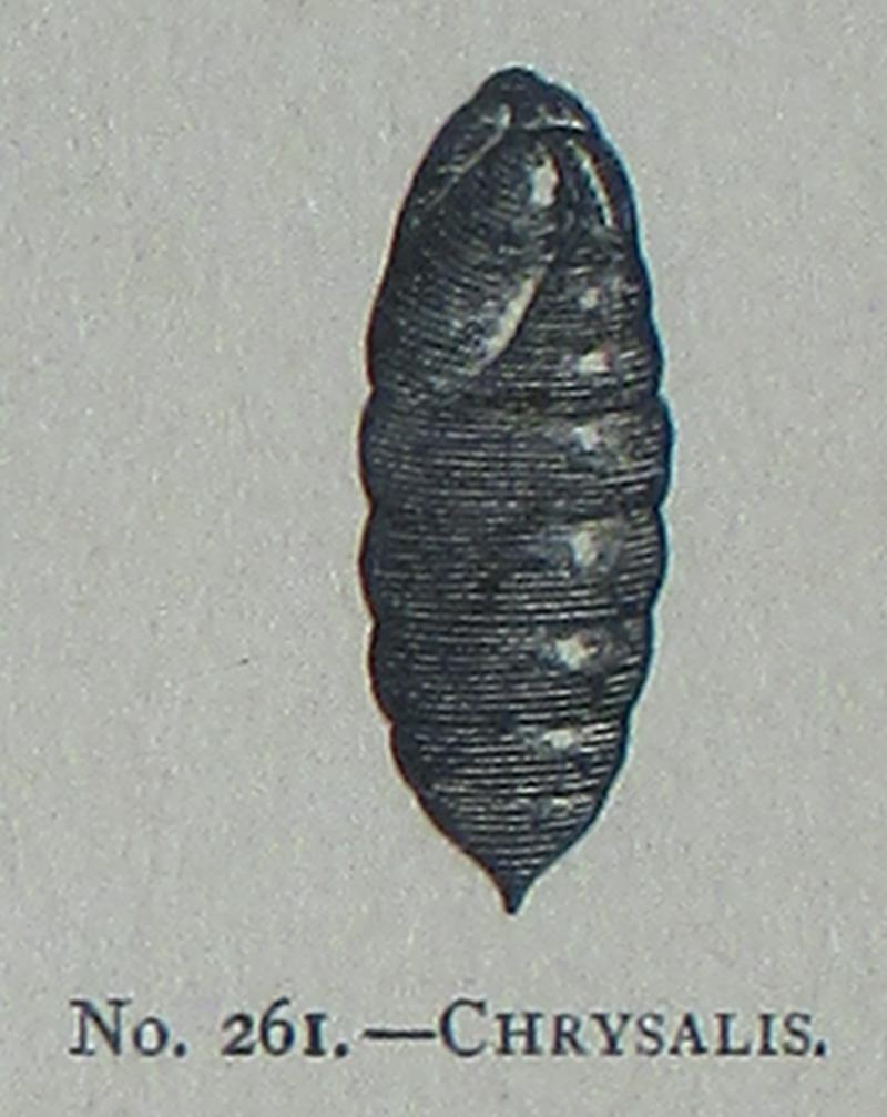 Picture Natural History - No 261 - Chrysalis