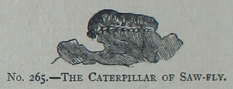 Picture Natural History - No 265 - The Caterpillar of Saw-fly