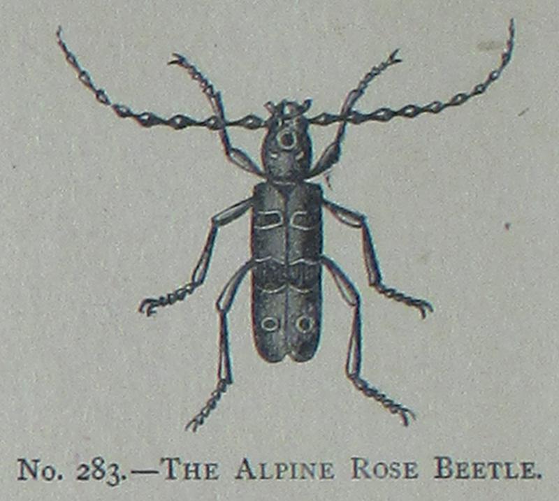 Picture Natural History - No 283 - The Alpine Rose Beetle