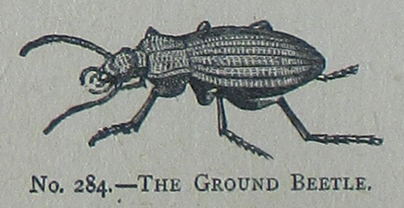 Picture Natural History - No 284 - The Ground Beetle
