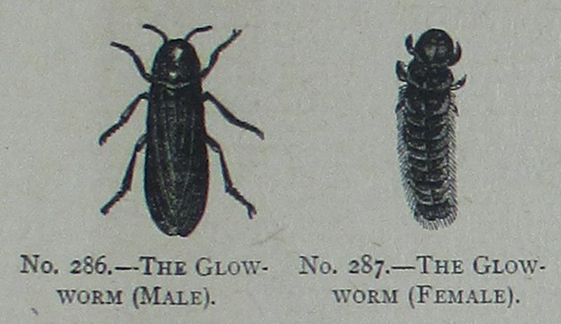 Picture Natural History - No 286 287 - The Glow-worms
