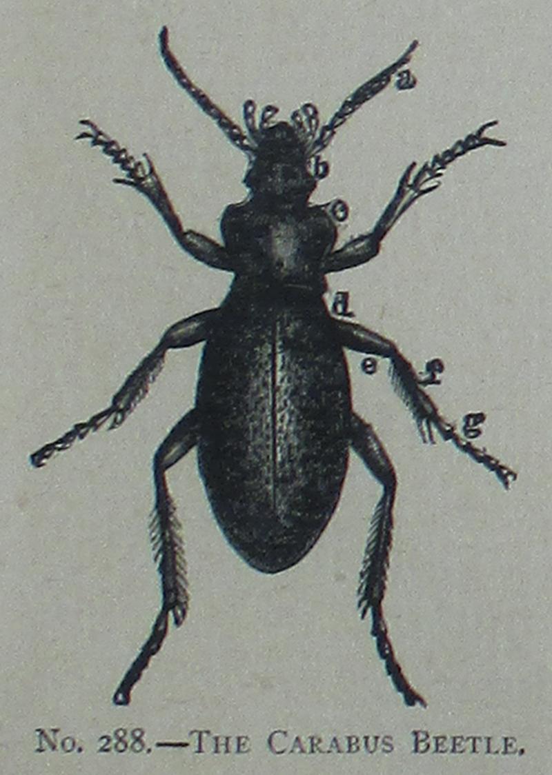 Picture Natural History - No 288 - The Carabus Beetle