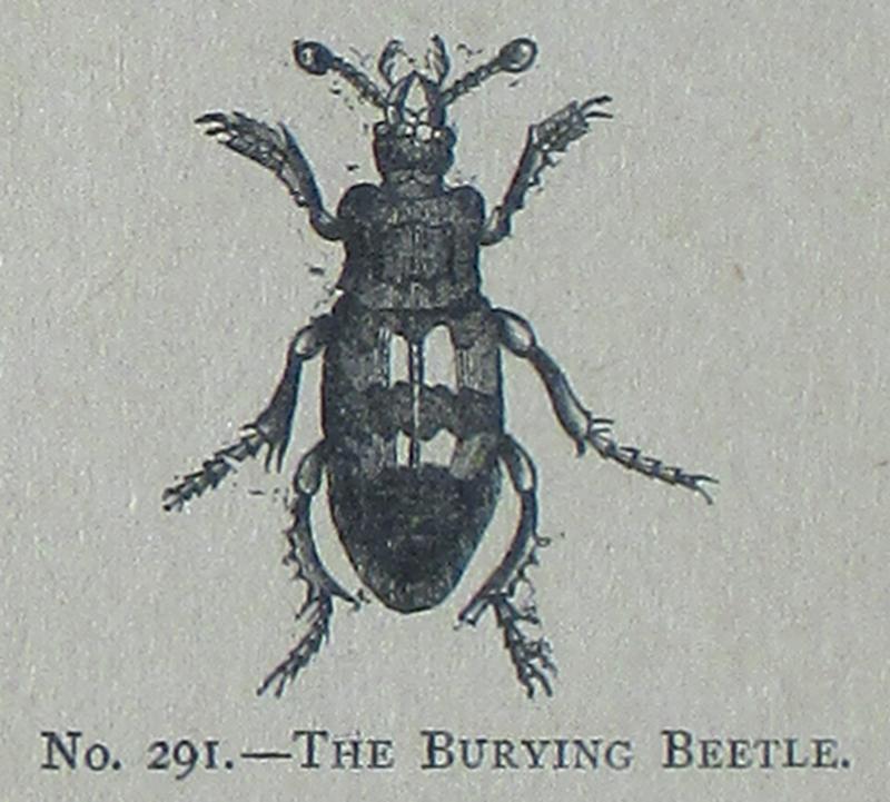 Picture Natural History - No 291 - The Burying Beetle