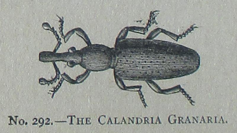 Picture Natural History - No 292 - The Calandria Granaria