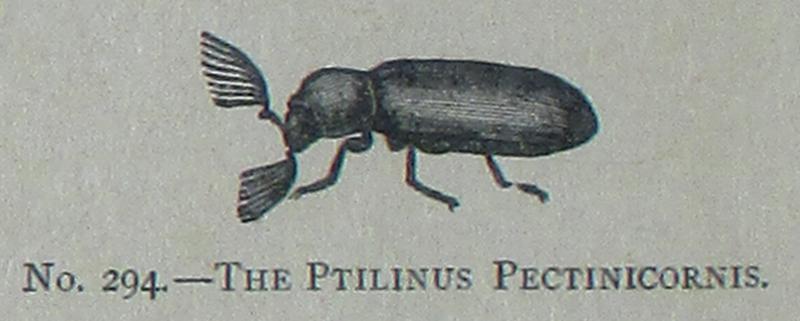 Picture Natural History - No 294 - The Ptilinus Pectinicornis