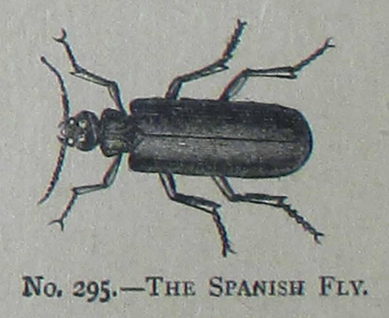 Picture Natural History - No 295 - The Spanish Fly