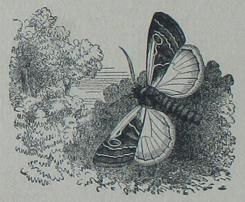 Picture Natural History - end decoration div I part VII