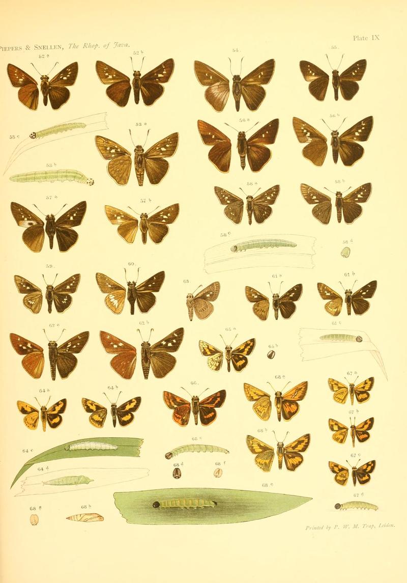 Piepers and Snellen Rhopalocera of Java Plate IX