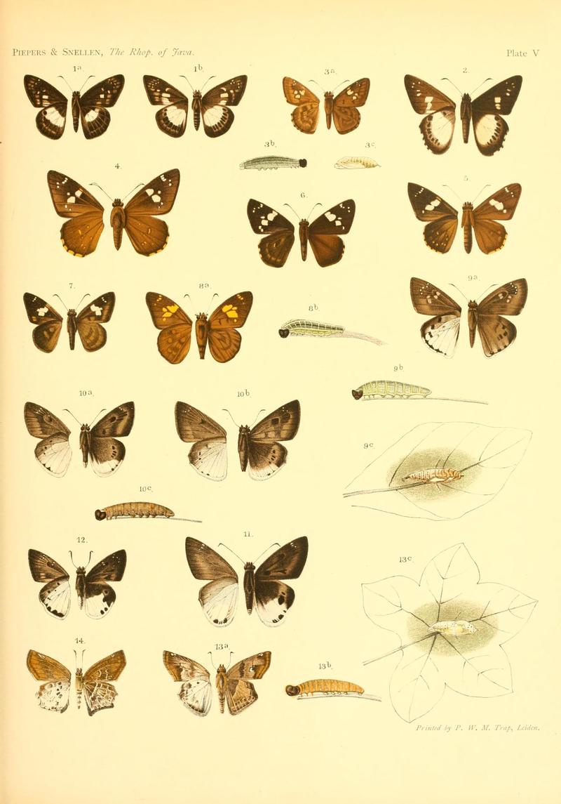 Piepers and Snellen Rhopalocera of Java Plate V