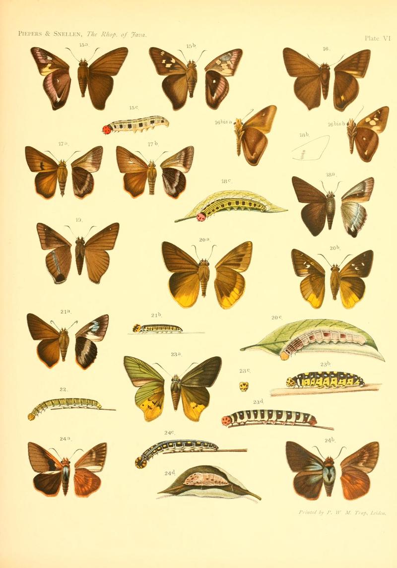 Piepers and Snellen Rhopalocera of Java Plate VI