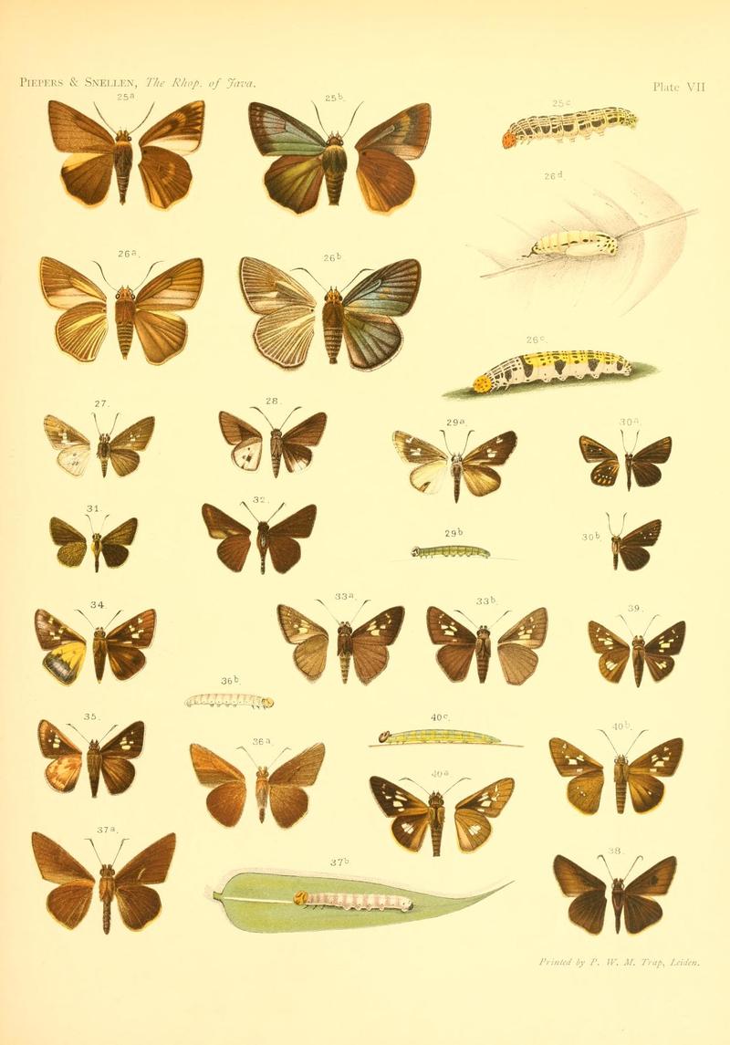 Piepers and Snellen Rhopalocera of Java Plate VII