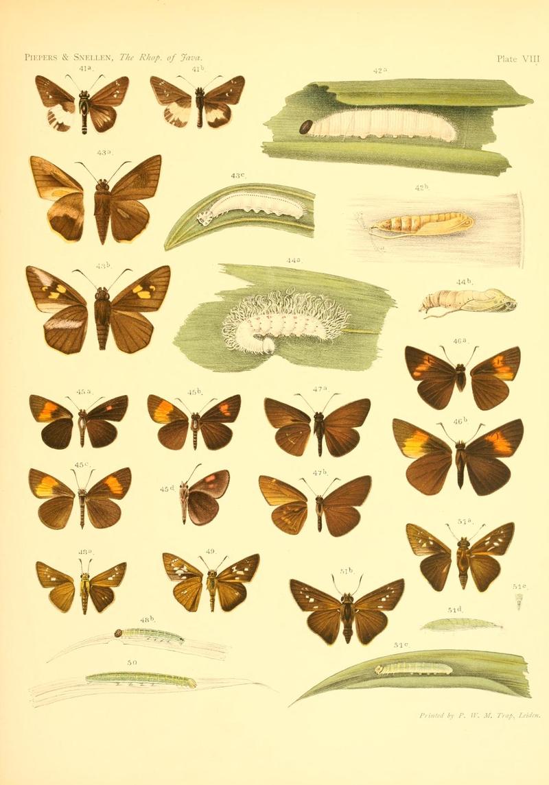 Piepers and Snellen Rhopalocera of Java Plate VIII