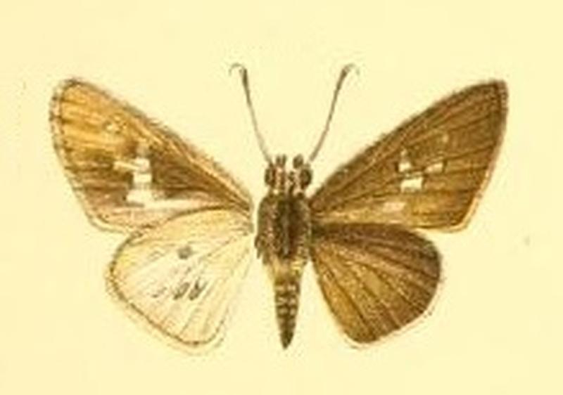 Piepers and Snellen Rhopalocera of Java Plate VII image 27 Salanoemia sala