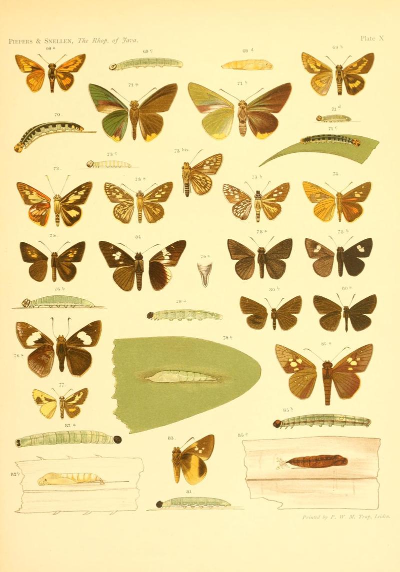 Piepers and Snellen Rhopalocera of Java Plate X