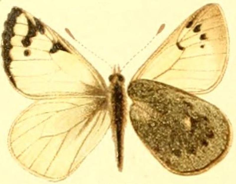 Piercolias huanaco