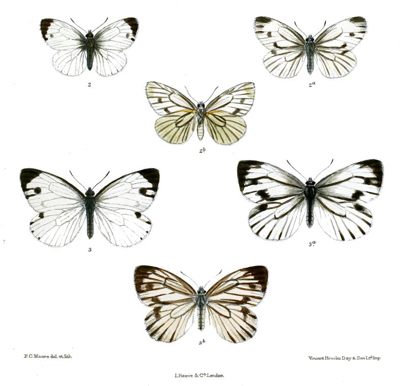 PierisAjaka 519