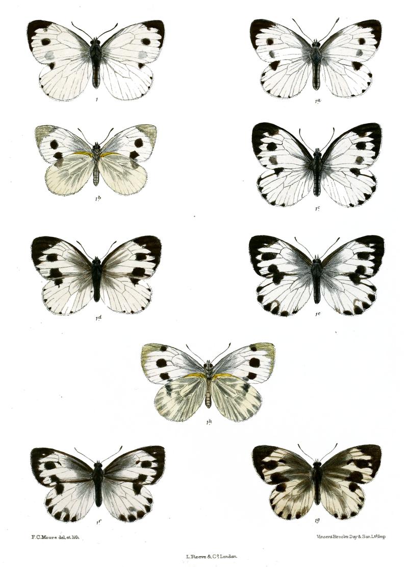 PierisCanidia 520