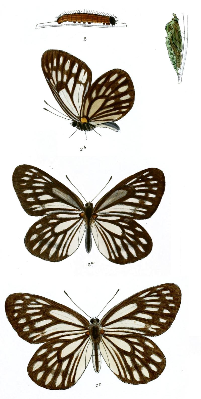 Pieris harrietae