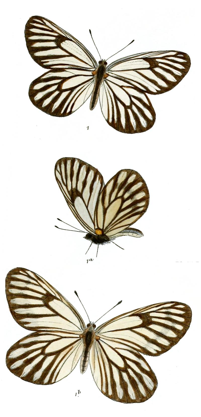 Pieris nabellica