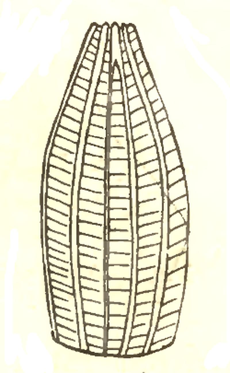 Egg of Pieris oleracea