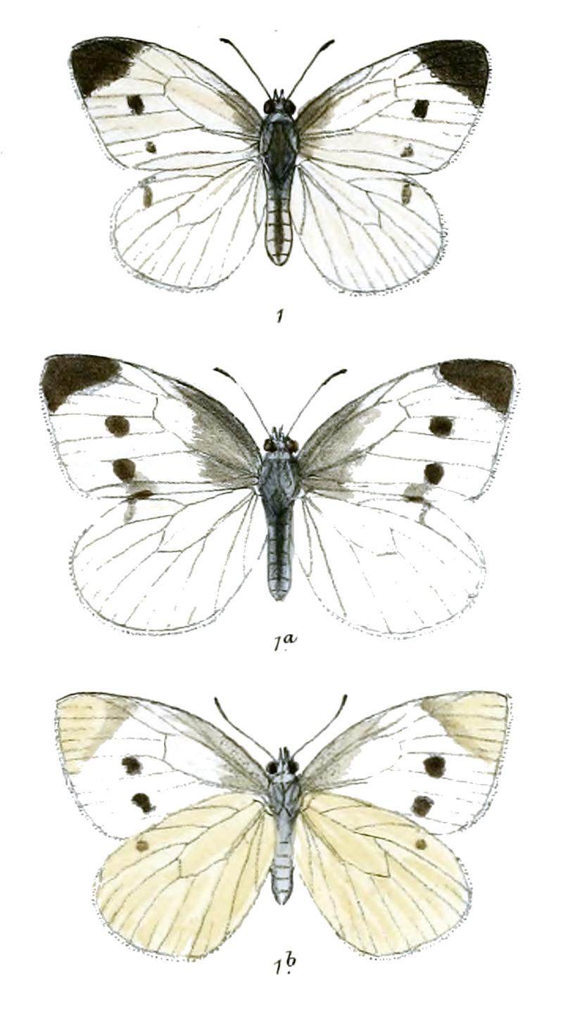 PierisRapae 519