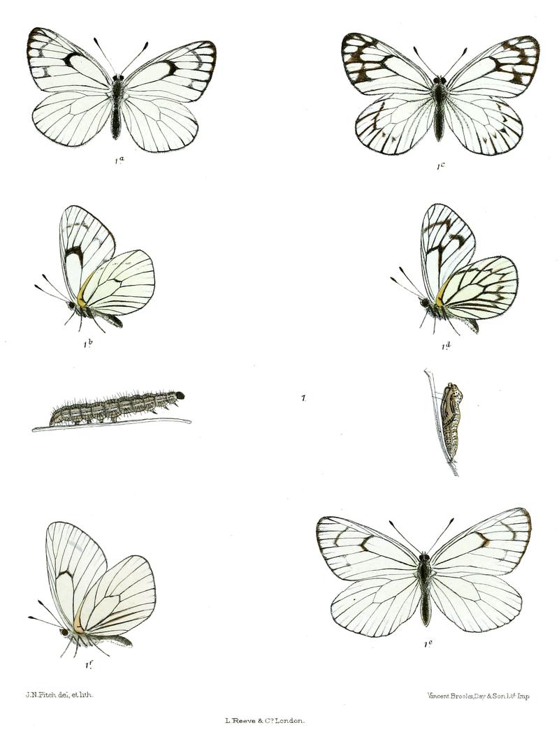 Pieris soracta