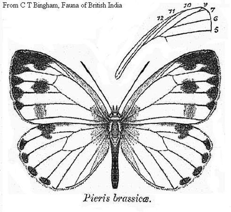 Pieris brassicae