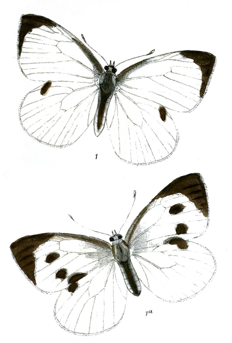 Pieris brassicae 518