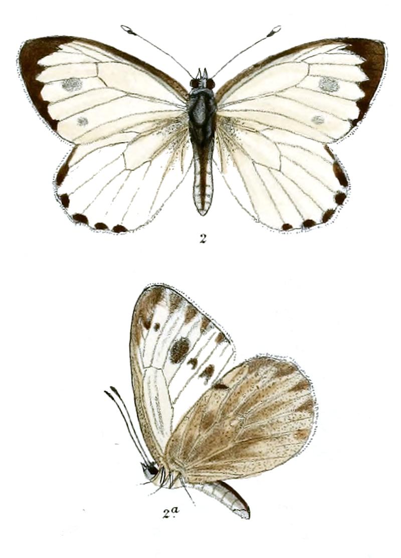 Pieris deota 518