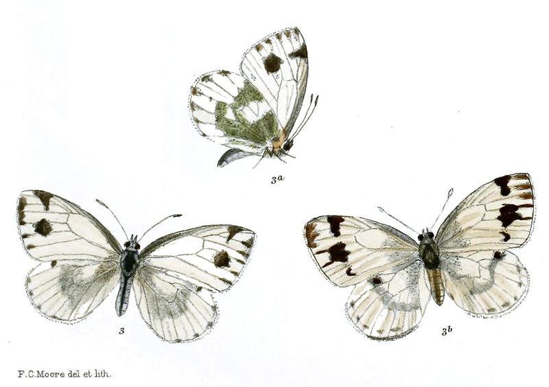 Pieris devta 518