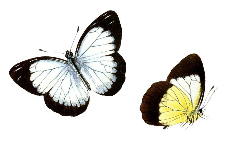 Pieris quadricolor