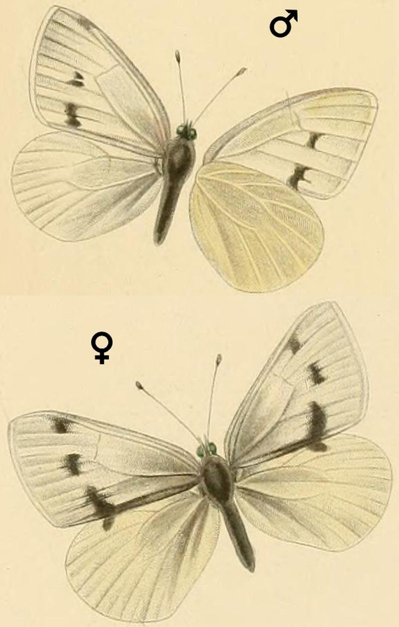 Pieris tadjika