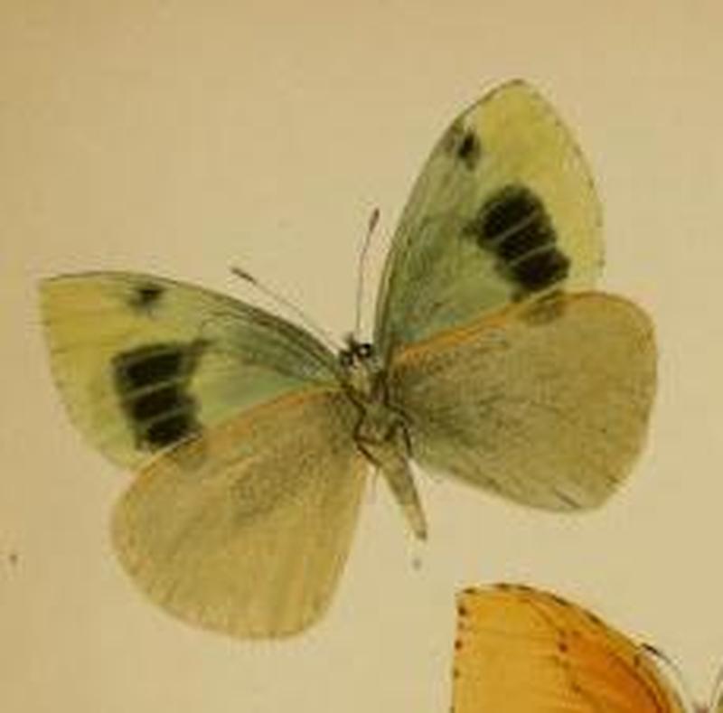 Pieris wollastoni female