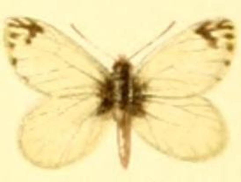 Pierphulia nysiella