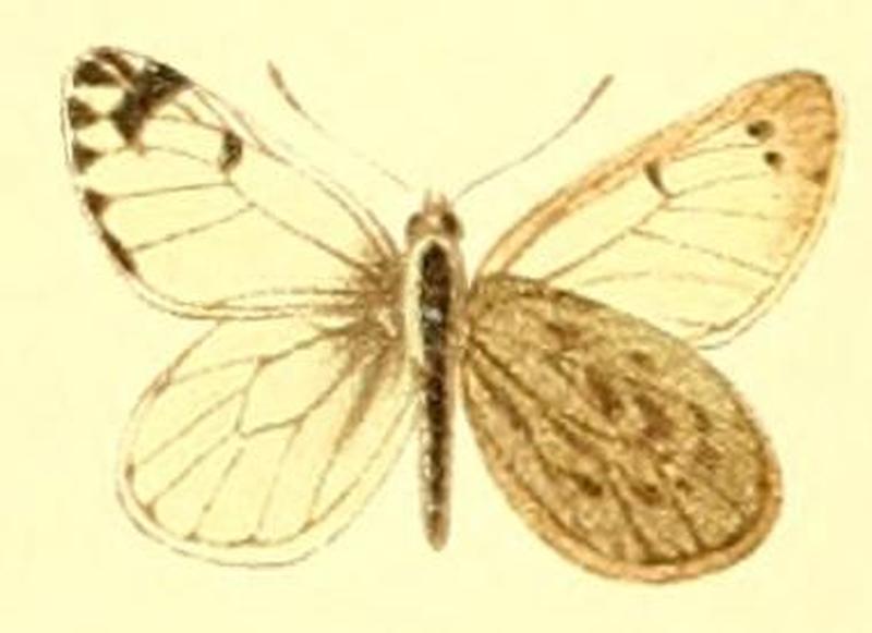 Pierphulia nysiella (nysias)