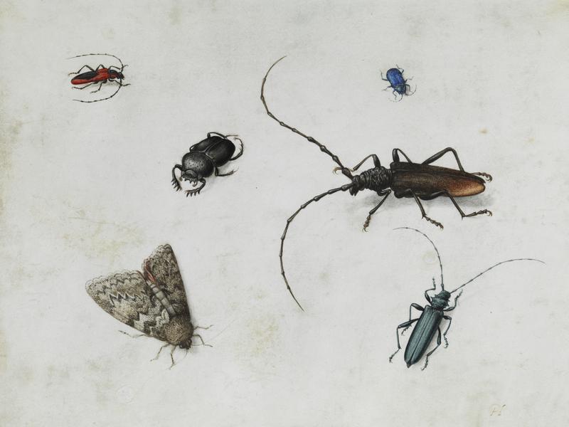 Pieter Holsteyn I Insektenbild