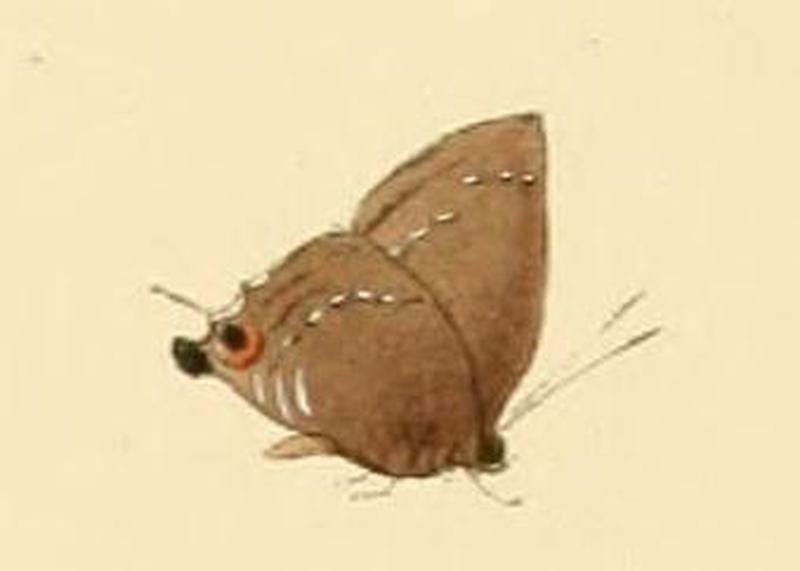 Pilodeudorix diyllus1