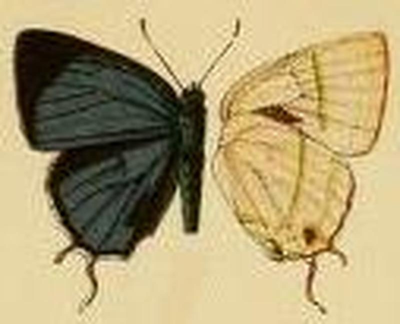 Pilodeudorix elealodes