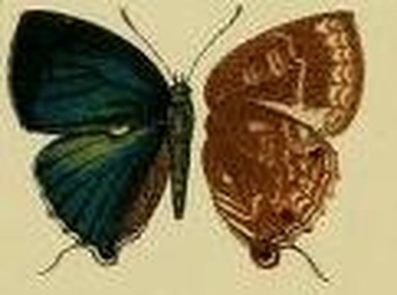 Pilodeudorix kedassa
