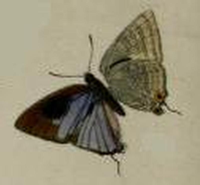 Pilodeudorix obscurata