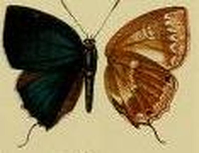 Pilodeudorix pasteon