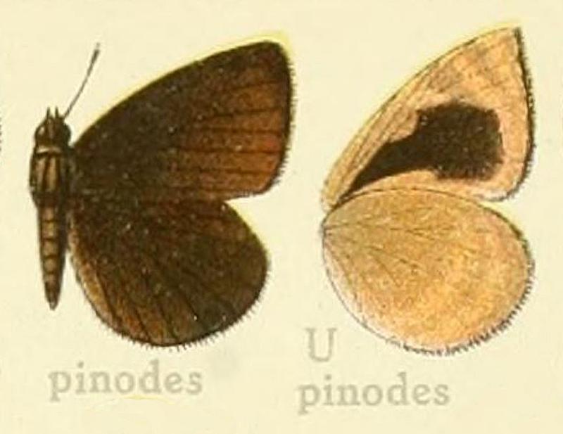 Pinodes inSeitz1920